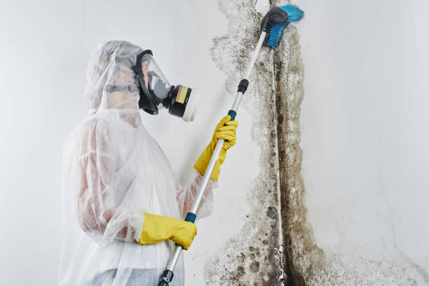 Best Kitchen Mold Remediation in Mallory, WV