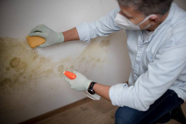 Professional Mold Remediation in Mallory, WV