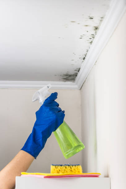 Best Basement Mold Remediation in Mallory, WV